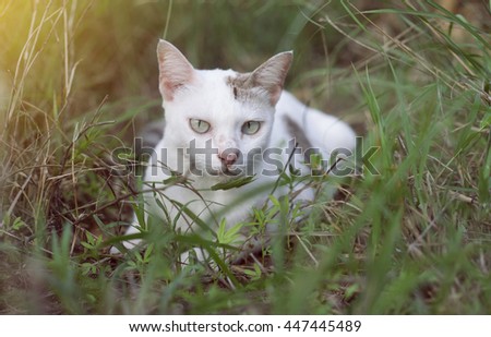 a white thai cat siting among the green grass with blurred background and see to camera  , selective focus, filtered image, light effect added