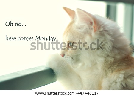 Funny quote with phrase " Oh no..here comes Monday" with blur image of cat looking out of a window as background retro style.