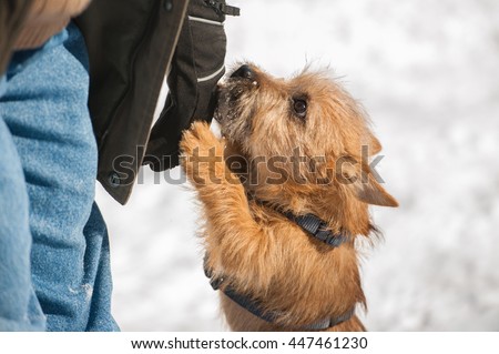 Cute Cairn Terrier puppy playing outside in cold winter snow. Young dog acting shy in the park on a sunny day and jumping up on its owner. Royalty-Free Stock Photo #447461230