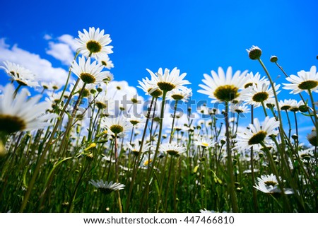 Daisies on blue sky background .