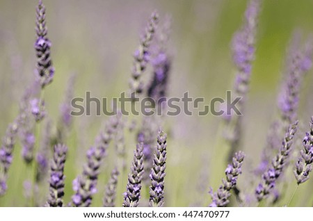 Layers of Lavender