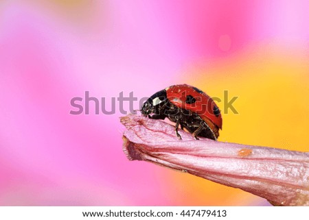 lady beetle eat aphids on the flowers, closeup of photo