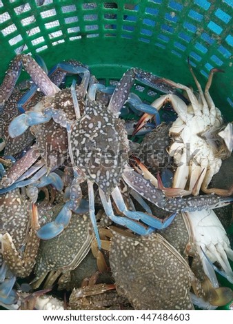 Crab, fresh from the sea