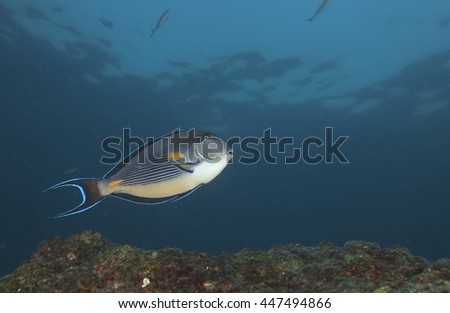 Colourful curious and aggressive Sohal Surgeonfish (Acanthurus sohal) tropical fish against a blue background over shallow colourful coral reef in the Musandam area of Oman, Arabia.