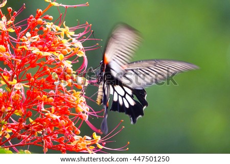 Orange and red flower with colorful butterfly flying blur on green leaf blurry background:Close up,select focus with shallow depth of field.
