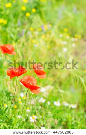 Summer field meadow with red poppy flowers and green grass
