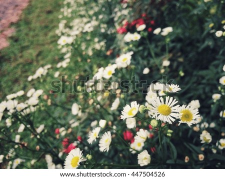 flower at the garden in retro filter effect