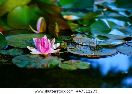 macro detail of a pink water lily in a park lake