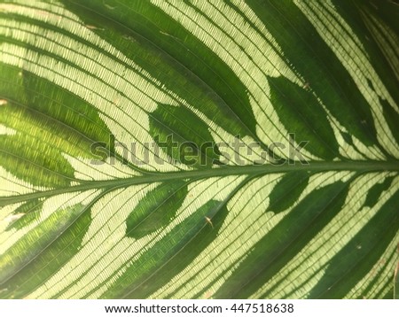 Green abstract background with leaves texture