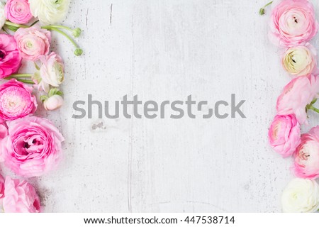 Pink and white ranunculus flowers on white wooden background flat lay scene
