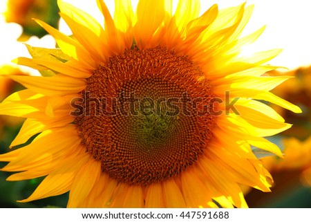 bright colorful and juicy flower or flowers growing on a sunflower field photo for micro-stock