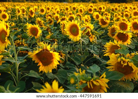  bright colorful and juicy flower or flowers growing on a sunflower field photo for micro-stock