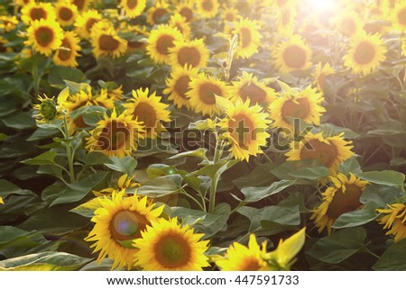 bright colorful and juicy flower or flowers growing on a sunflower field photo for micro-stock