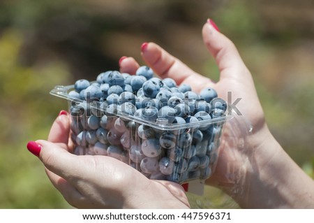 Bog bilberry or bog blueberry harvest stock image. Ein Zivan, Golan Heights, Israel. July 2016.