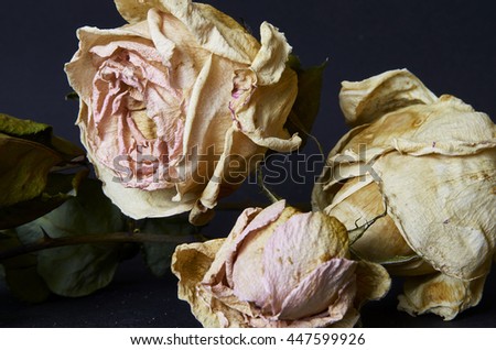 Dried rose flower on black background. Close up of withered rose. 