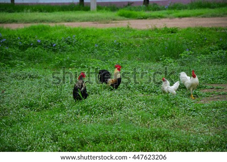 A flock of chickens roam freely in a lush green paddock 
