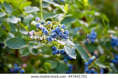 Blueberries ripening on the bush. Shrub of blueberries. Growing berries in the garden. Close-up of blueberry bush, Vaccinium corymbosum. Northern highbush blueberry. Gardening berry antioxidants. Royalty-Free Stock Photo #447641761