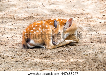 little chital or cheetal deer (Axis axis),is sleeping