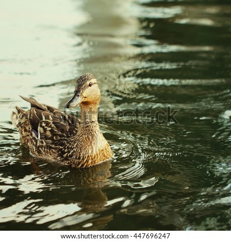 Wild duck bird in the lake or pond beautiful photo