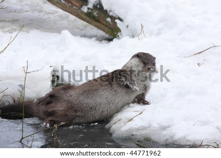 European Otter in playing in the snow