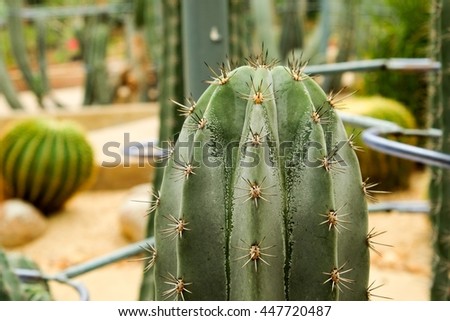 Thorn of cactus in desert