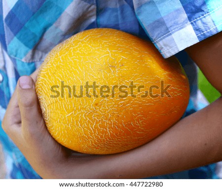 human hand hold ripe yellow melon close up photo