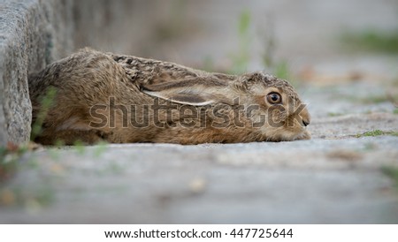A young European hare (Lepus europaeus) on a curb on a street in the village
