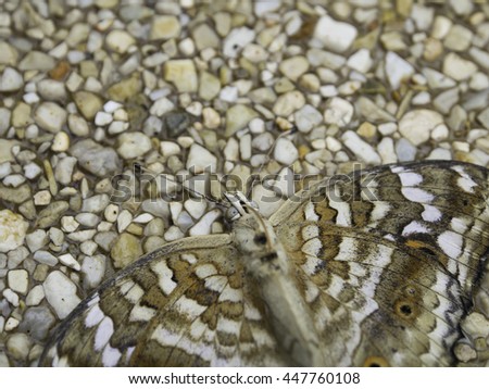 Lemon pansy butterfly turn face up on exposed aggregate finish floor