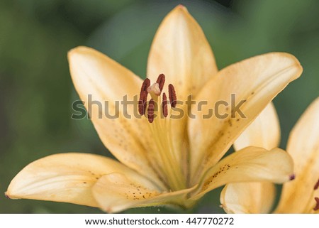 lily on blurred background closeup