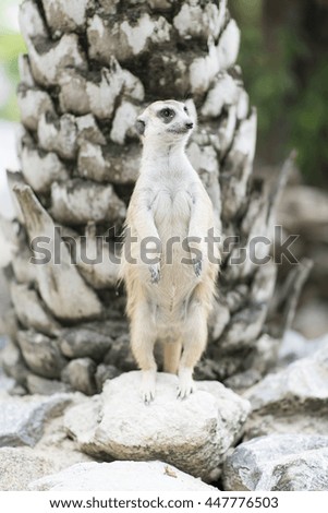 Meerkat is standing on a stone near a palm tree