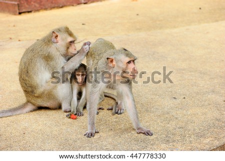 Close up to a female long tail mountain monkeys finding lice on her friend, and her kids sitting and playing near them.
