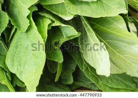 Fresh green leaves of amaranthus blitum closeup
