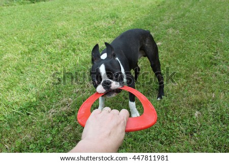 Puppy playing on grass - Boston Terrier, red frisbee