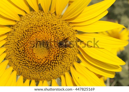 Sunflower with bee.
