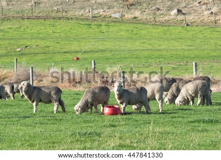 Sheep on green meadow in New Zealand