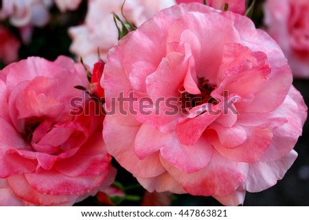 Pink Rose on nature background