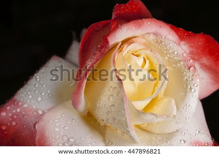 red-white rose on a black background