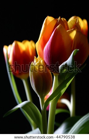 Bouquet of colorful tulips on dark background