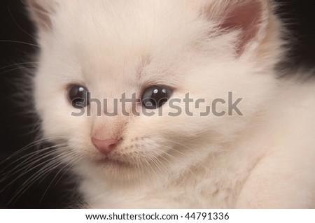 Portrait of white kitten on black background