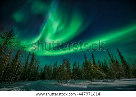 Amazing northern lights flying over the forest in yellowknife during a strong solar storm  Royalty-Free Stock Photo #447971614
