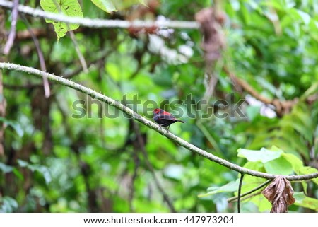 Dusky Crimsonwing (Cryptospiza jacksoni) in Nyungwe National Park, Rwanda