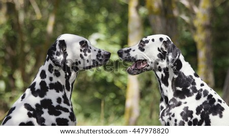 Love and friendship between two dalmatian dogs -- toned picture