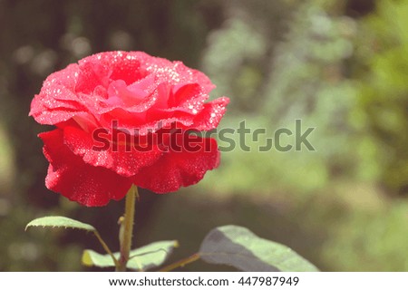 Beautiful rose in the garden
