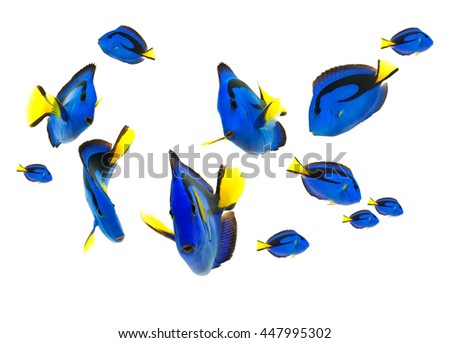 blue tang fish, marine life isolated on white background 
