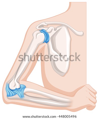Elbow joint in human body illustration