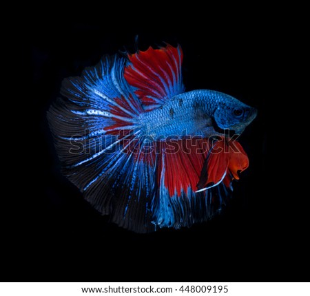 Capture the moving moment of red-blue siamese fighting fish isolated on black background. betta fish.