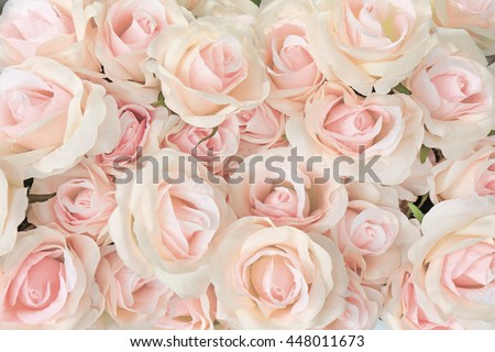 pink rose for backgrounds