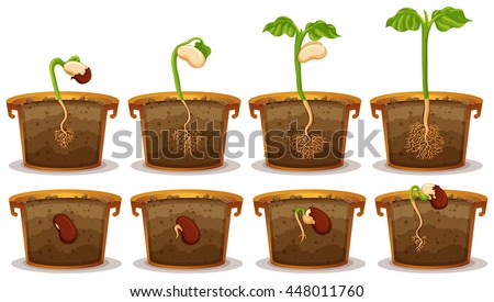 Seed germination in claypot illustration Royalty-Free Stock Photo #448011760
