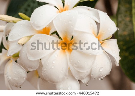 White plumeria flower with rain drops