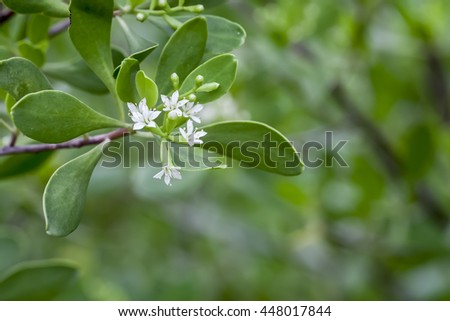 Macro white flower of  Mangrove. Royalty-Free Stock Photo #448017844